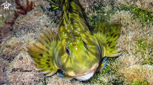 A Scartella cristata  | Blennie chevelue