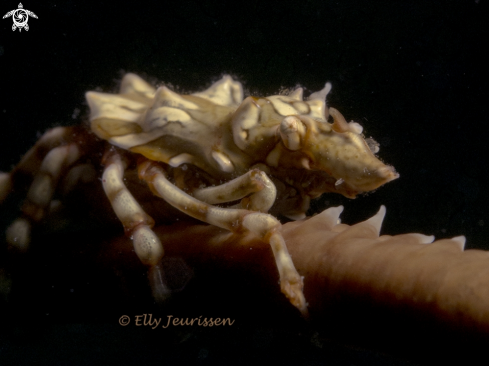 A Rhino shrimp