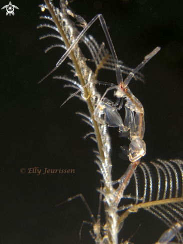 A Skeleton shrimp