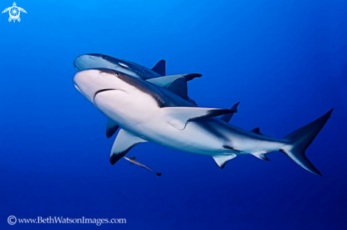 A  Carcharhinus perezi | Caribbean Reef Shark