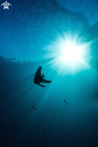 A Pinnate bat fish