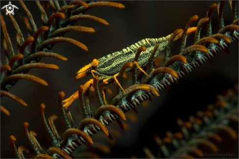 A Laomenes amboinensis | Ambon Crinoid Shrimp