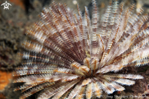 A Feather-duster worm