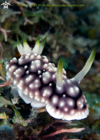 A Chromodoris geometrica | Neonnudi