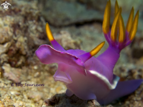 A Nudibranch