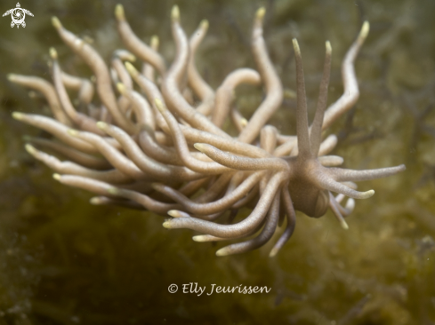 A Nudibranch