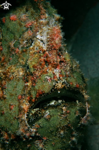 A Frog fish Giant