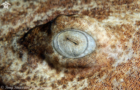 A Orectolobus ornatus | Dwarf Ornate Wobbegong