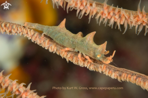 A Miropandalus hardingi | Dragon Shrimp