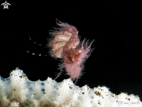 A Hairy Shrimp