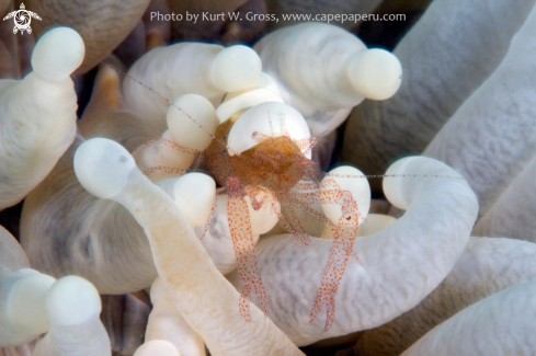 A Popcorn shrimp