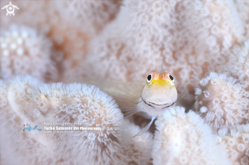 A Blenny