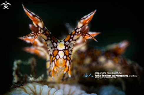 A Nudibranch