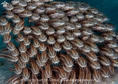 A Plotosus lineatus | Gestreifte Korallenwelse