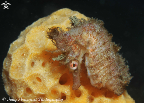 A White's seahorse