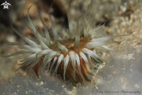 A White-striped Anemone on ascidian