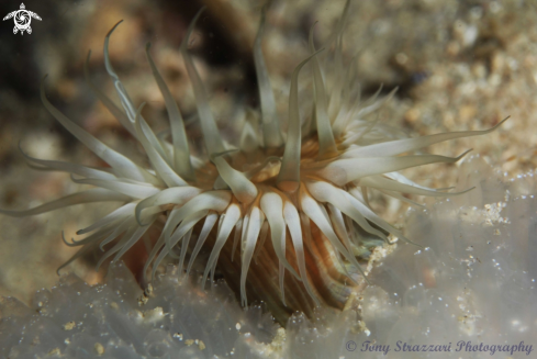 A Anthothoe albocincta on Euclavella claviformis | White-striped Anemone on ascidian