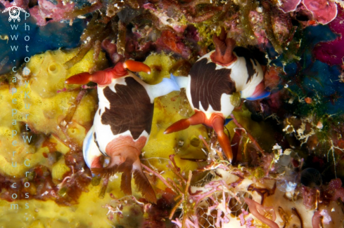 A Nembrotha rutilans | Nudi salade