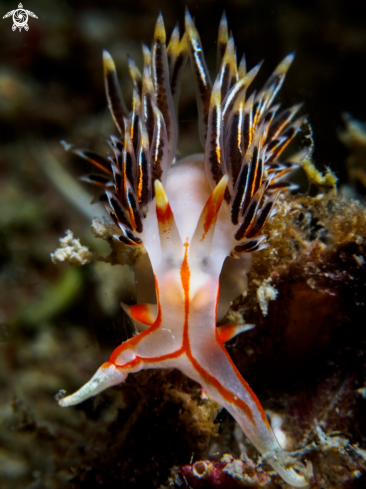 A Phidiana militaris | Nudibranch