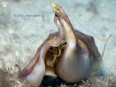 A Vomer Conch