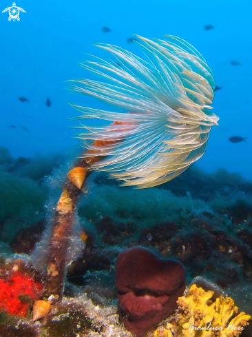 A Sabella spallanzanii | Spirografo