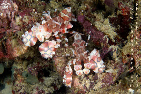 A Harlekin shrimp