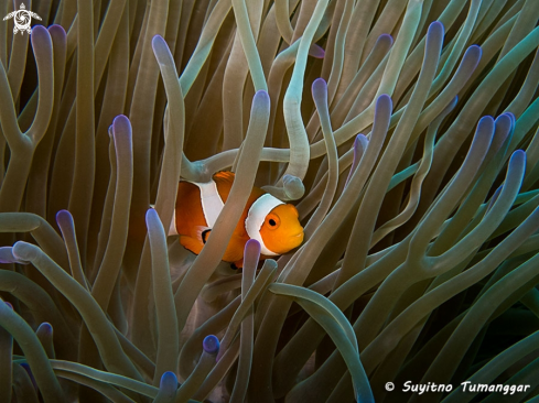 A Anemonefish