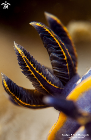 A Felimare fontandraui | Nudibranch