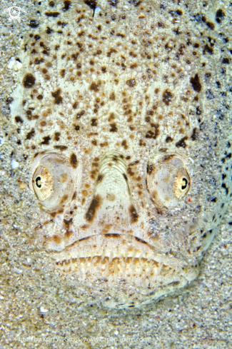 A Uranoscopus bicinctus | Marbeled Stargazer