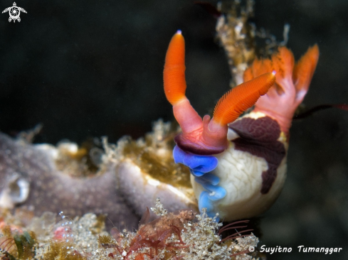 A Nembrotha chamberlaini | Nudibranch