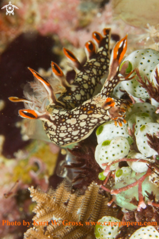 A Bornella anguilla | Fire Nudi