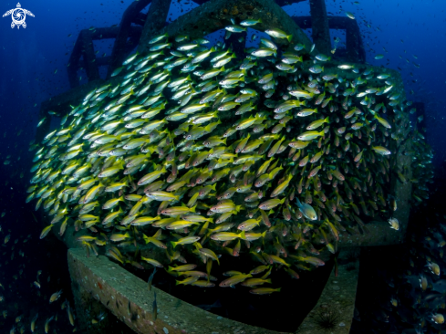 A Lutjanus lutjanus | Big Eye Snapper