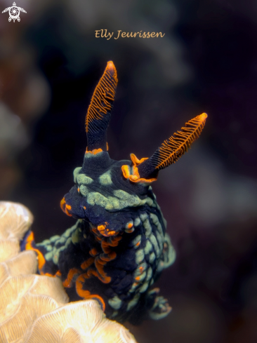 A Kubaryana's nembrotha  | Nudibranch