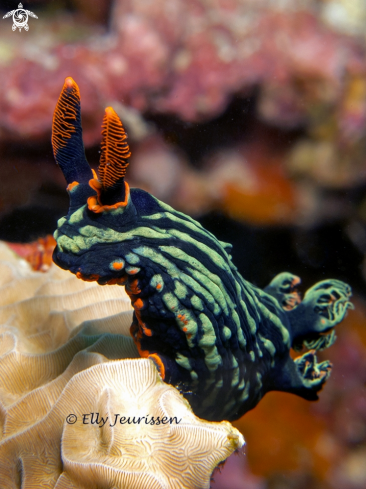 A Kubaryana's nembrotha | Nudibranch