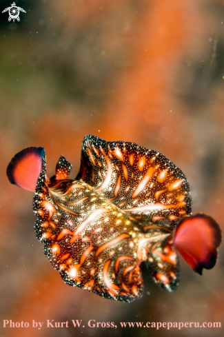 A Pseudobiceros bedfordi | Flatworm