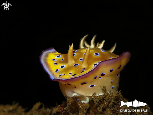 A Goniobranchus kuniei | Nudibranch