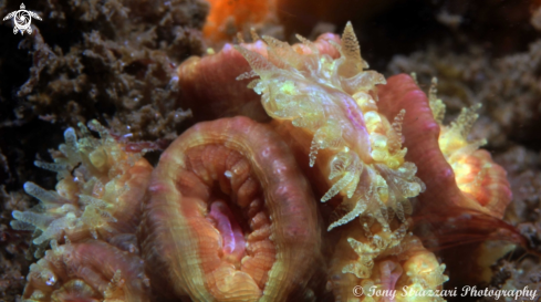 A Dendrophylliid | Stony coral