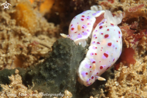 A Chromodoris thompsoni | Chromodoris thompsoni