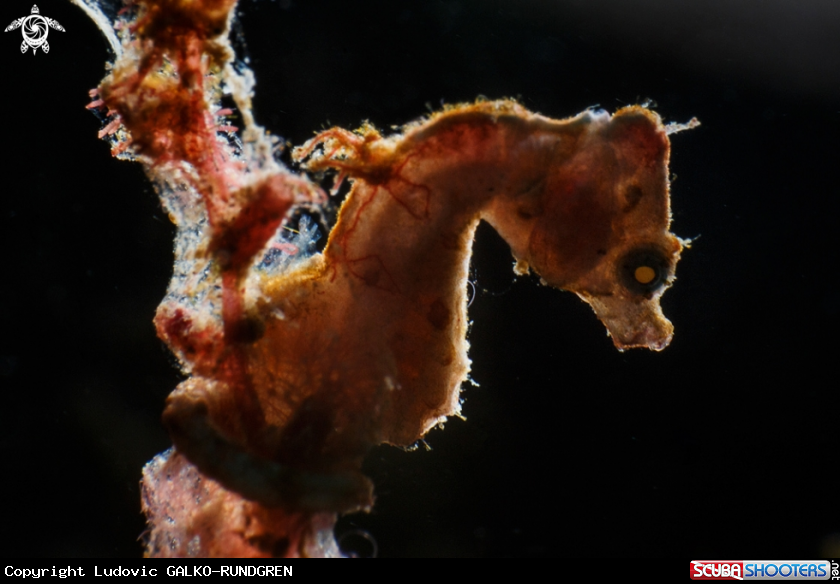 A Pontohi pygmy seahorse