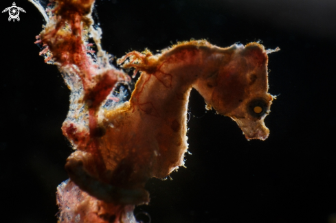 A hippocampus pontohi | Pontohi pygmy seahorse