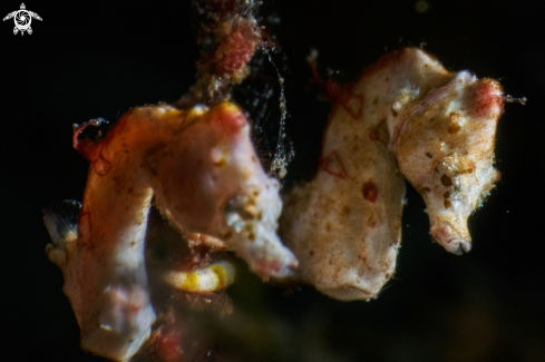 A hippocampus pontohi | Pontohi pygmy seahorse