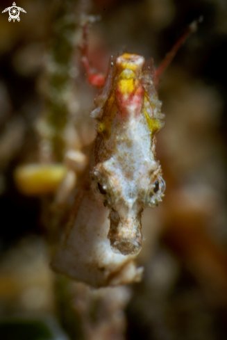 A hippocampus pontohi | Pontohi pygmy seahorse