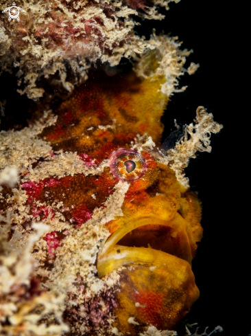 A Antennarius sp. | Frogfish