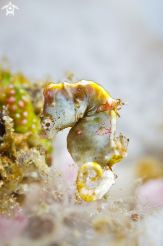 A Pontohi pygmy seahorse