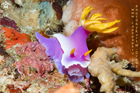 A Hypsolodoris bullocki | Nudi