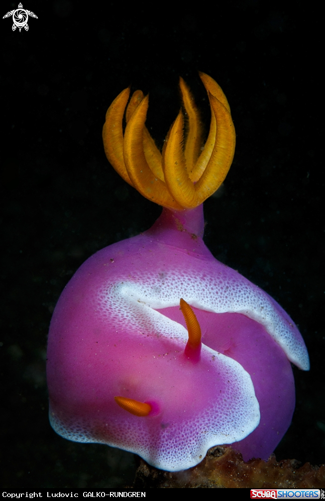 A Apolegma nudibranch