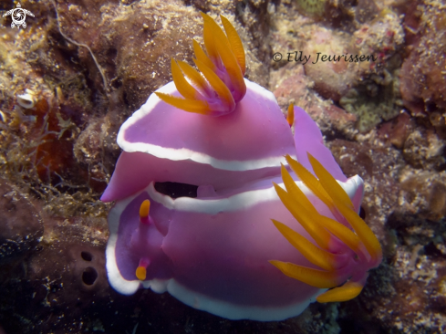 A Mating nudibranch