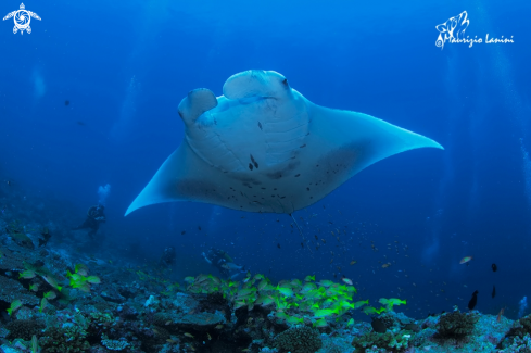 A Reef manta ray 