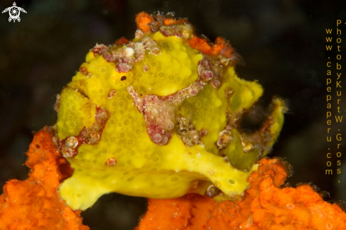 A Frogfish