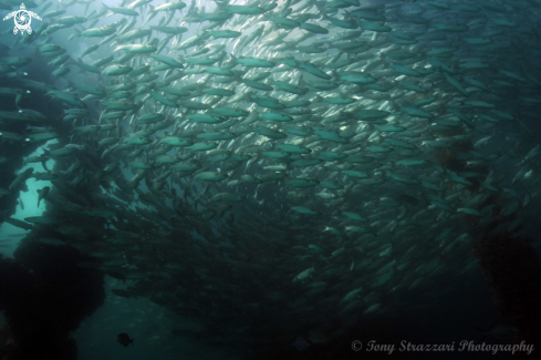 A Mugil cephalus  | Mullet